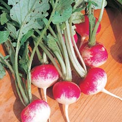 Rabanete nacional Duo