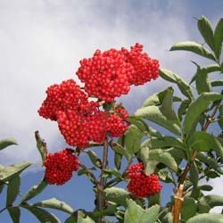 Sambucus