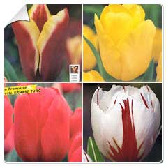 Tulipas