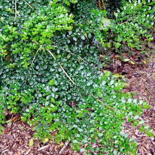 Azara : venda Azara / Azara microphylla