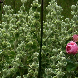 Balota : venda Balota / Ballota pseudodictamnus