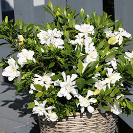 Gardenia Jasminoides Celestial Star - Pianta Vera In Vaso 18 Cm