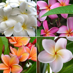 Plumeria