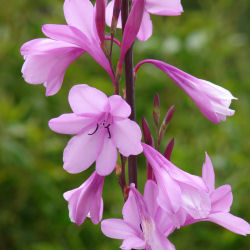 Watsonia rosa